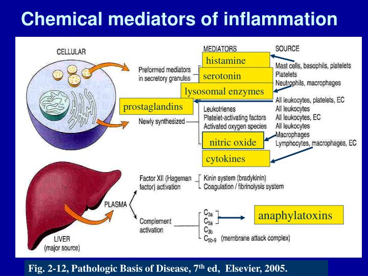 PPT  First Foundations in Pathology, Part 2 Acute and Chronic