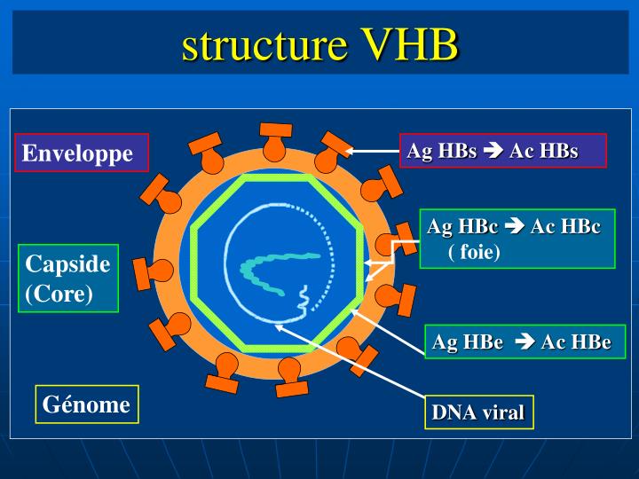 PPT - Diagnostic Biologique Hépatites Virales B Et C PowerPoint ...