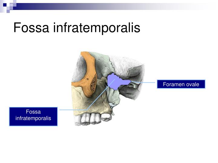 download perinatal and postpartum