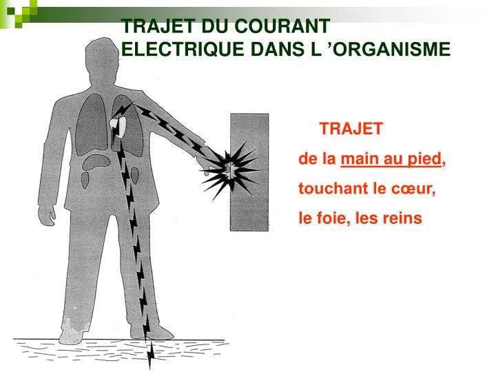 Des helminthes pour les hamsters