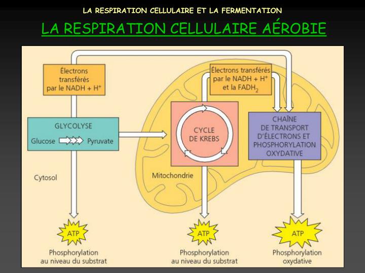 La Respiration Cellulaire De Tout être Vivant Produit : PPT - LA RESPIRATION CELLULAIRE ET LA FERMENTATION PowerPoint
