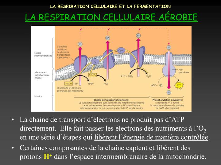 Comme traite les dorsalgies la méthode nationale