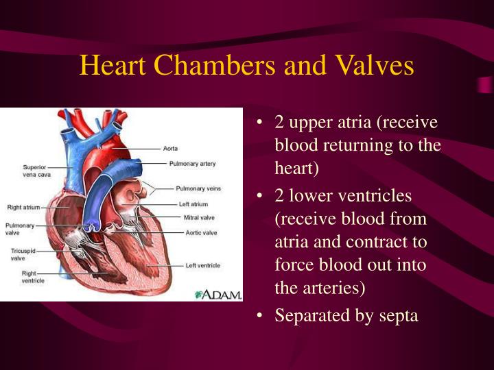 PPT Cardiovascular System PowerPoint Presentation ID983986