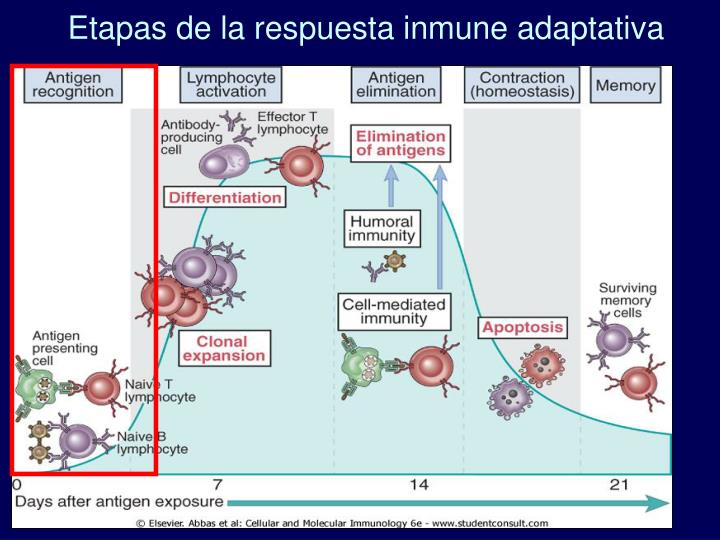 PPT - Componentes Y Funciones Del Sistema Inmune PowerPoint ...