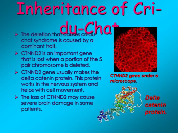 What causes cri du chat syndrome