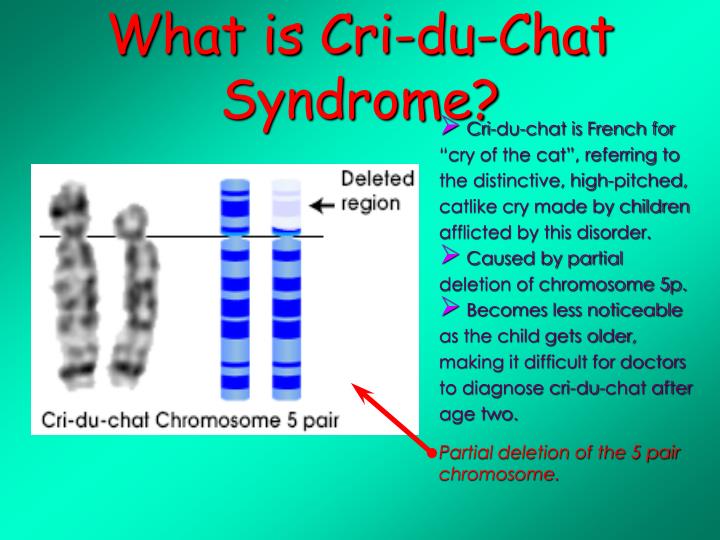 trisomy 5p Rearrangements involving chromosome 5p often result in two syndromes, cri-du- chat (cdc) and trisomy 5p, caused by a deletion and. trisomy 5p Rearrangements involving chromosome 5p often result in two syndromes, cri-du- chat (cdc) and trisomy 5p, caused by a deletion and.