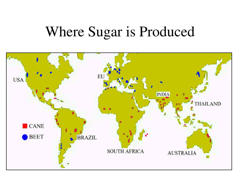 Сахарный тростник районы выращивания. Где растет сахарный тростник на карте. Сахарный тростник ареал распространения. Районы возделывания сахарного тростника. Районы выращивания сахарного тростника.