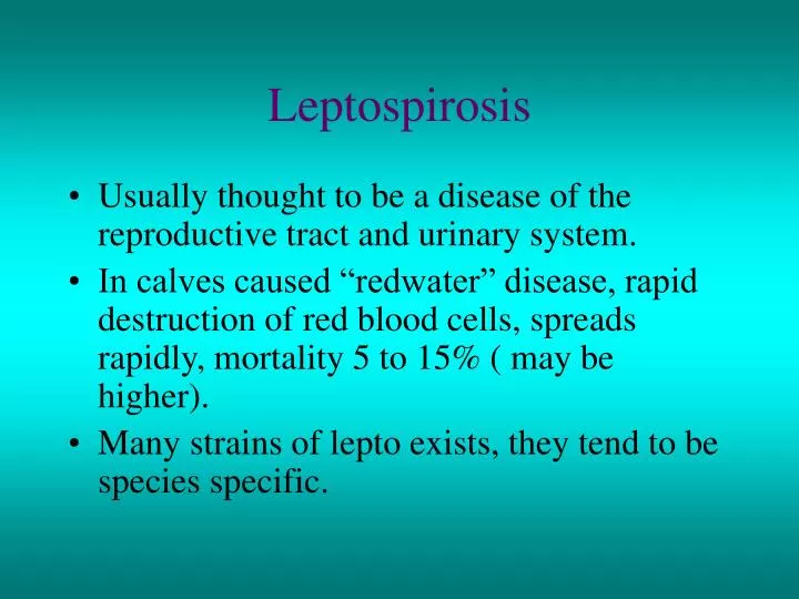 PPT Leptospirosis PowerPoint Presentation Free Download ID 1000704