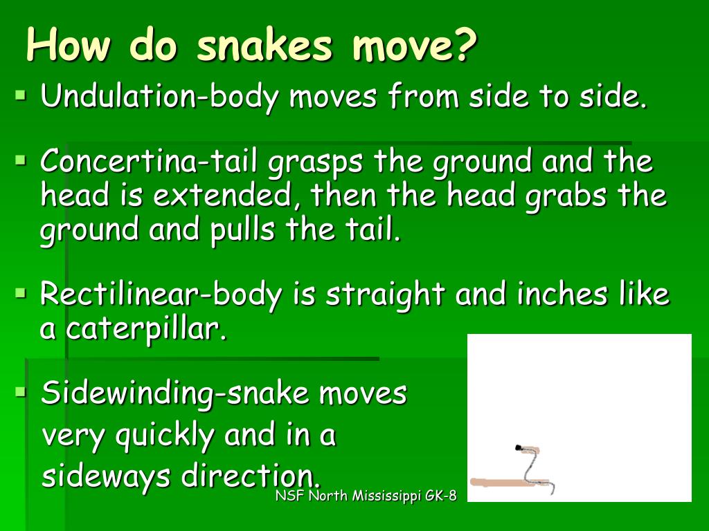 PPT - Simply Snakes PowerPoint Presentation, Free Download - ID:1001706