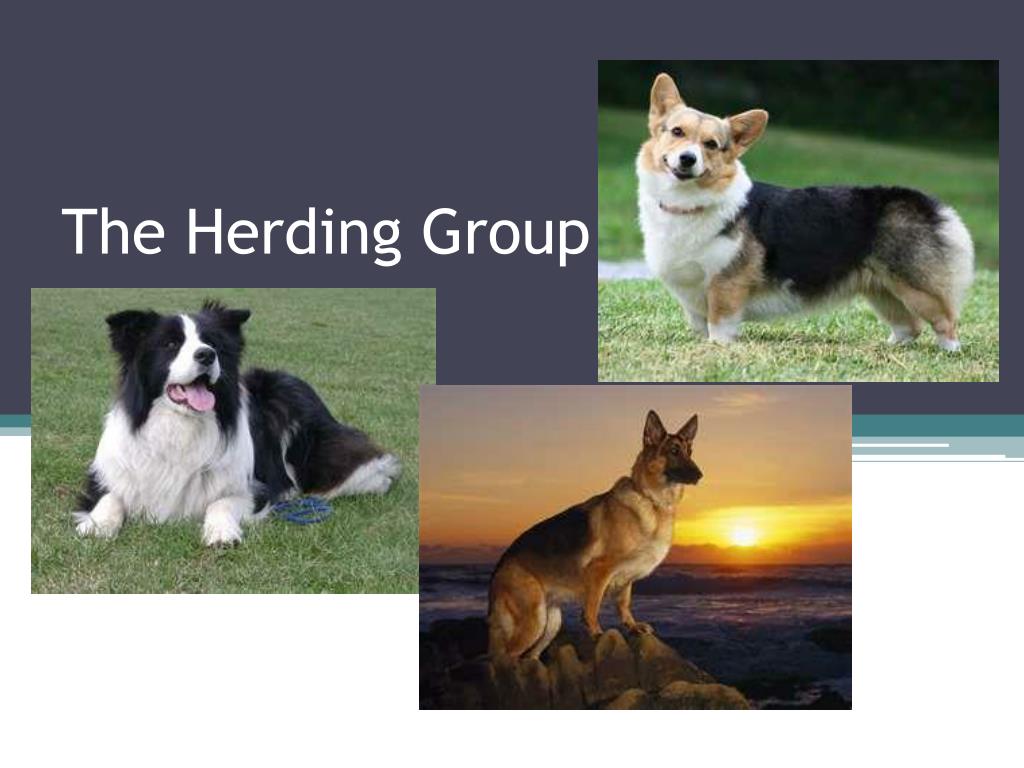 Herding group of dogs sales