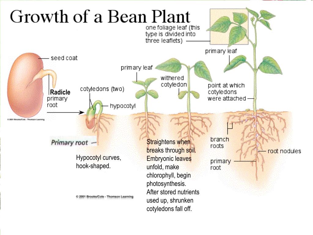Plant off. Рост растений. Seed germination. Types of Seed germination.. Схема роста растения.