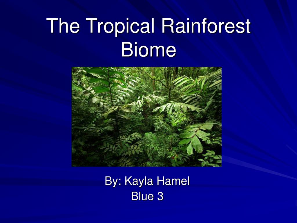 ️ What is the location of the tropical rainforest biome ...