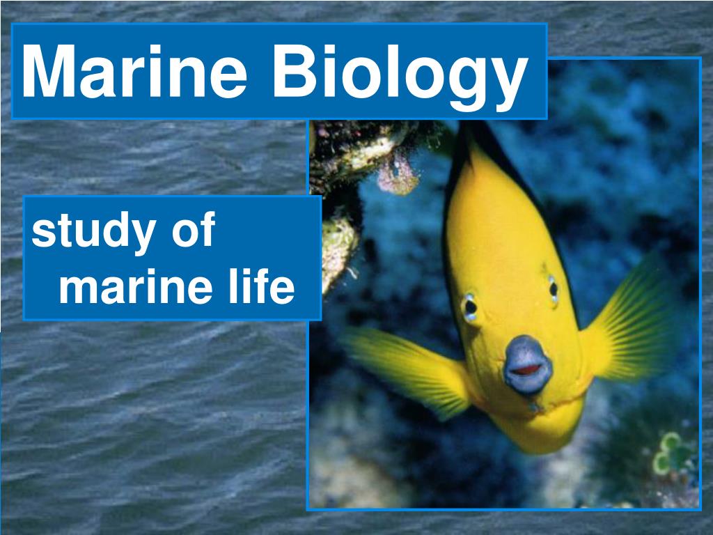 marine biology thesis statement