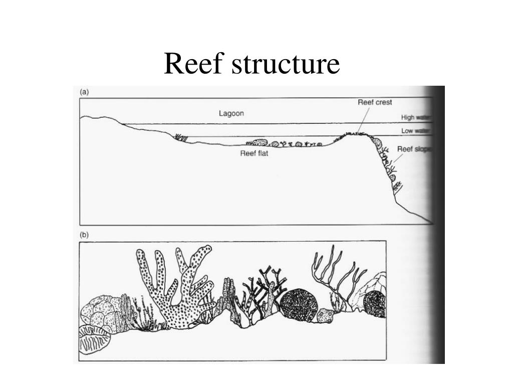 Coral Reef Diagram Labeled
