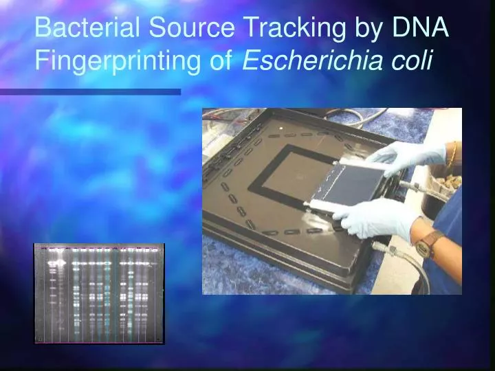 bacterial source tracking by dna fingerprinting of escherichia coli n.