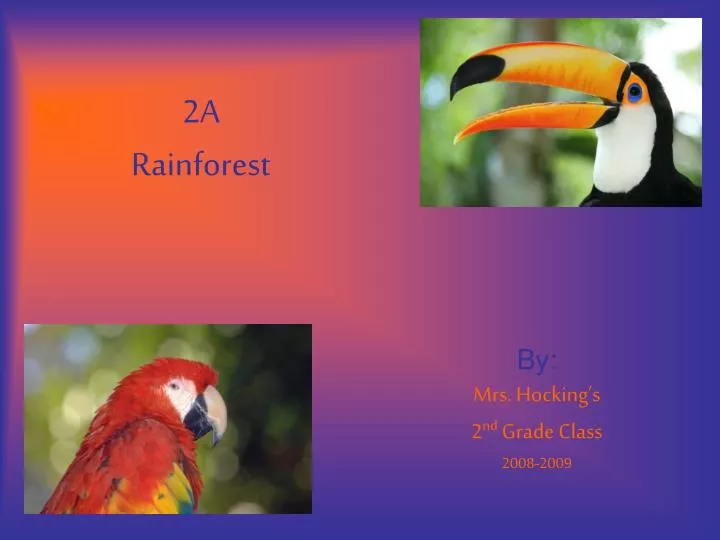 2a rainforest n.