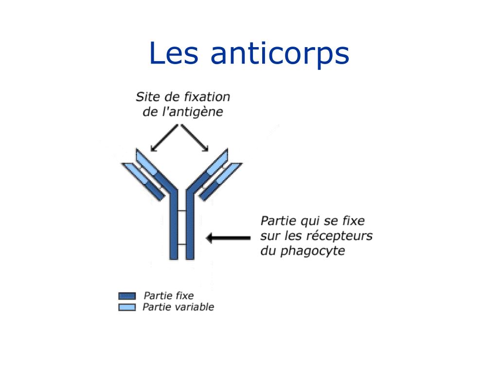 Comment produire des anticorps