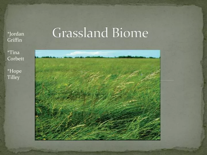 grassland biome n.