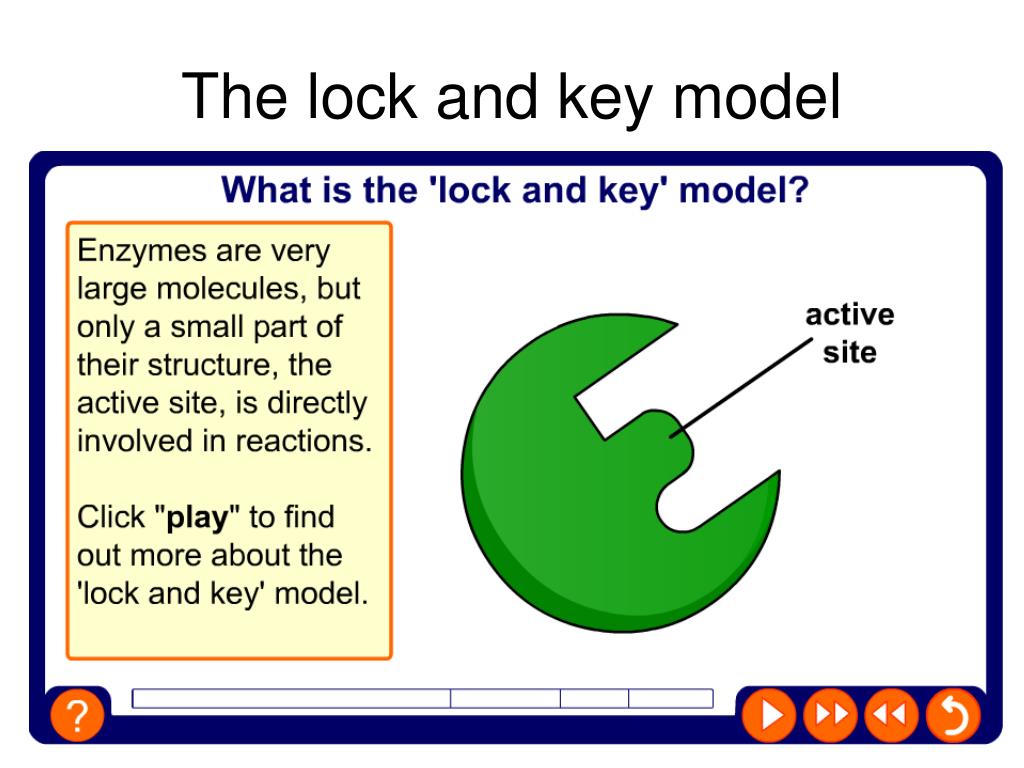 PPT Enzymes PowerPoint Presentation, free download ID1013125