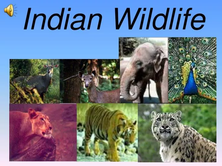 indian wildlife n.