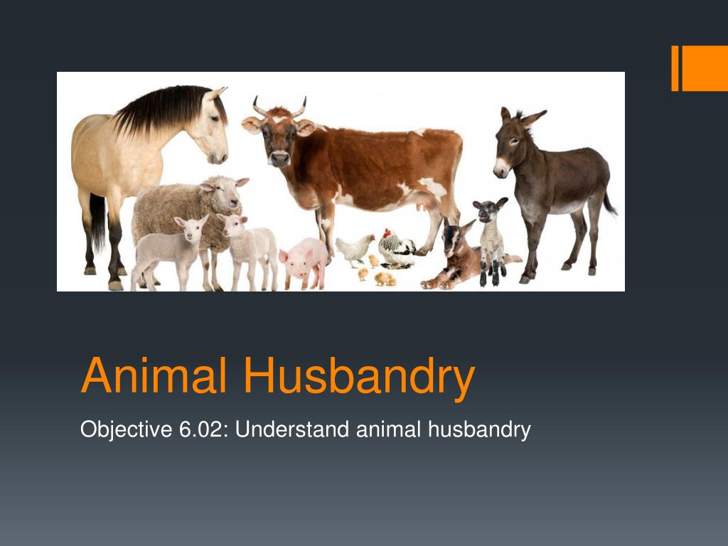 PPT - Animal Husbandry PowerPoint Presentation, free download - ID:1016114