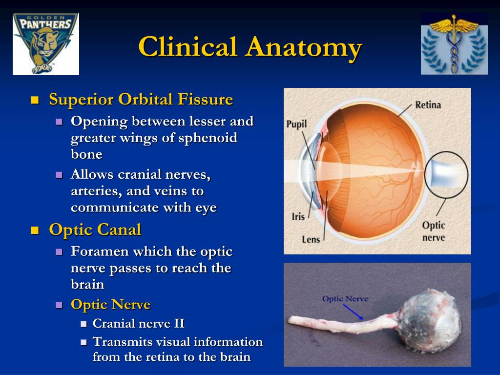 PPT - Eye Anatomy PowerPoint Presentation, free download - ID:1016578