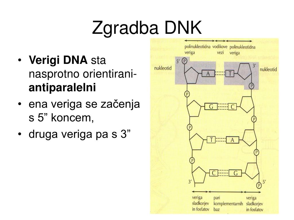 PPT - ZGRADBA NUKLEINSKIH KISLIN PowerPoint Presentation, free download -  ID:1017044