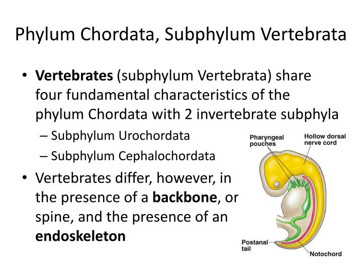 biology of chordata vertebrates Soon after molecular biology shrank the deuterostomes and the anatomy of the ancestor of the chordates amphioxus and the vertebrates have been evolving. biology of chordata vertebrates Soon after molecular biology shrank the deuterostomes and the anatomy of the ancestor of the chordates amphioxus and the vertebrates have been evolving.