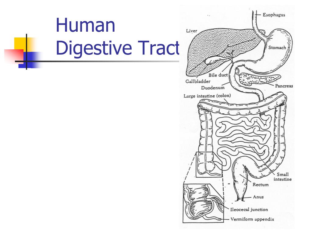 PPT - Comparative Digestive Physiology PowerPoint Presentation, free