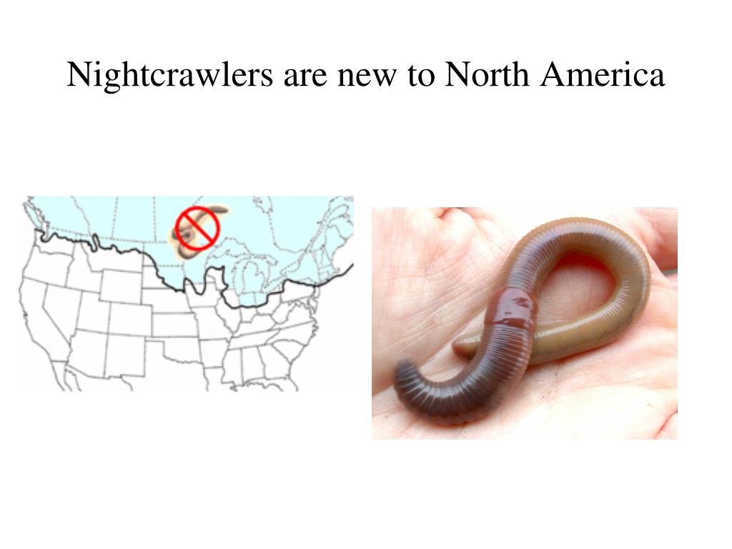 Facts About Nightcrawlers