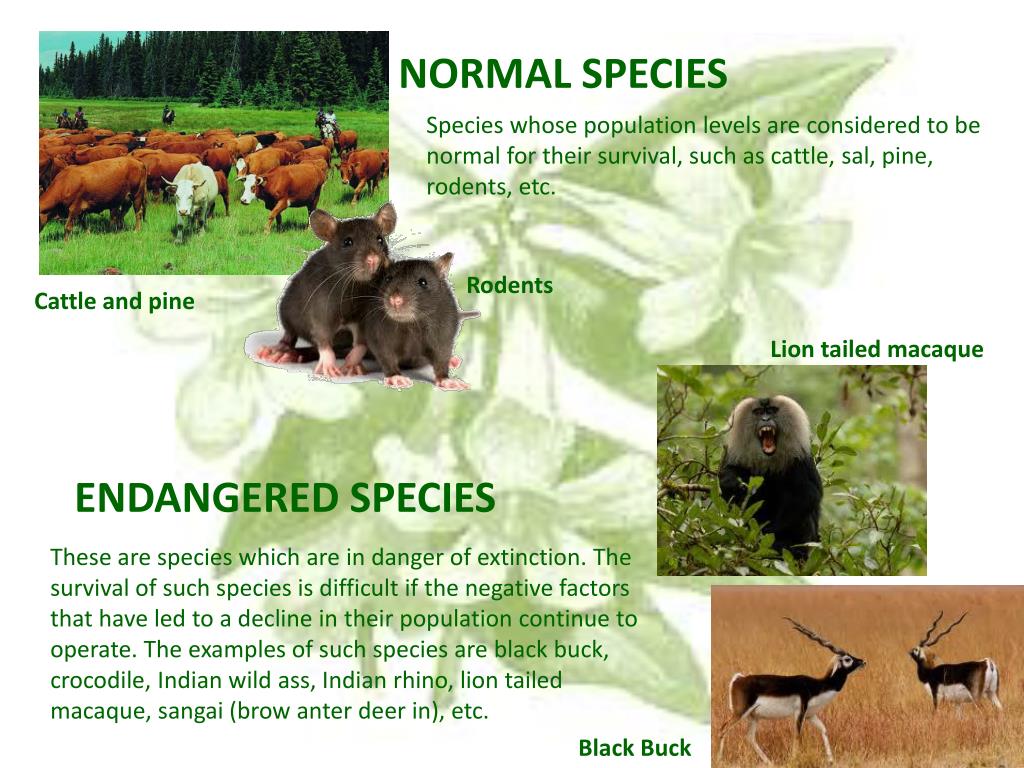 PPT - NATURAL VEGETATION AND WILDLIFE CONSERVATION PowerPoint Presentation  - ID:1028595