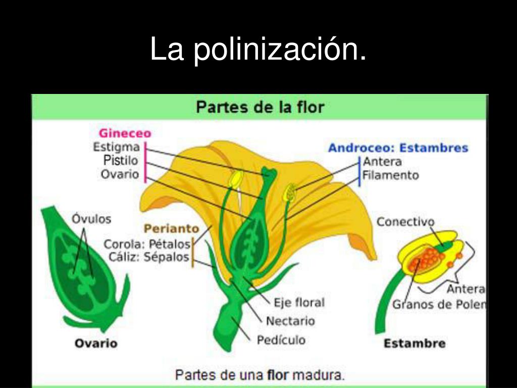 PPT - Polinización, fecundación y formación de la semilla. PowerPoint  Presentation - ID:1030284
