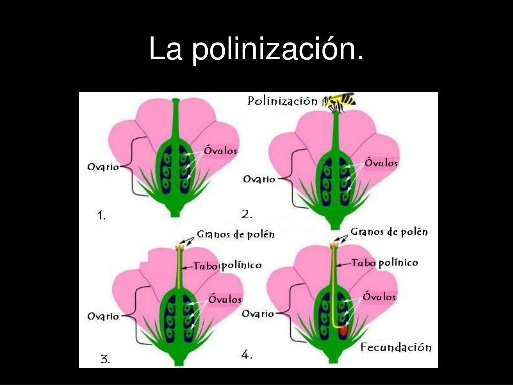 PPT - Polinización, fecundación y formación de la semilla. PowerPoint  Presentation - ID:1030284