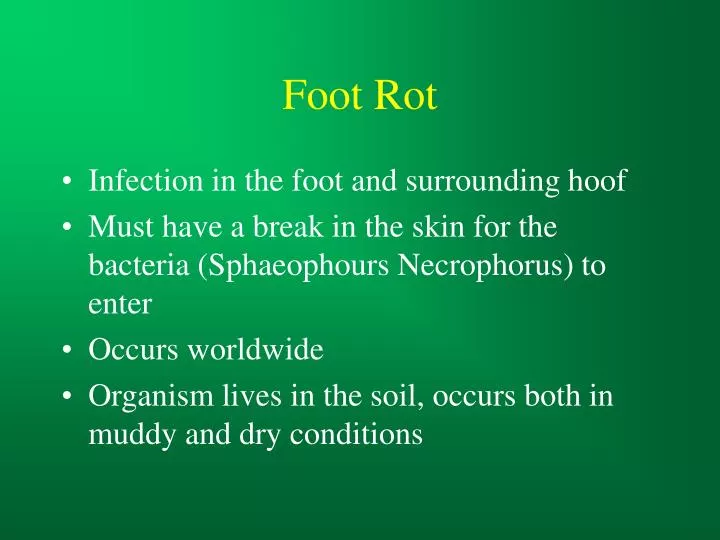 foot rot n.