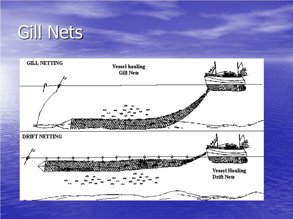 PPT - Fishing Methods PowerPoint Presentation, free download - ID