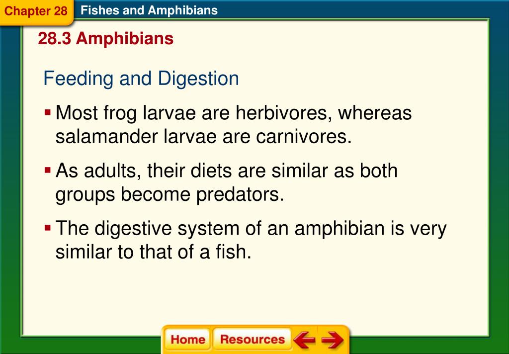 PPT - Chapter 28 Fishes and Amphibians PowerPoint ...
