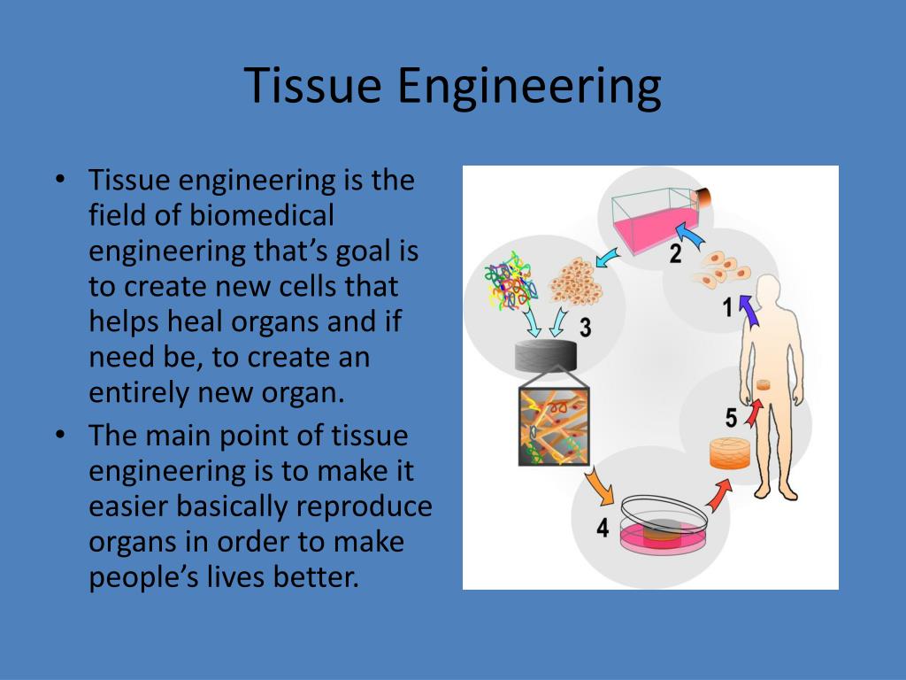 tissue engineering thesis title