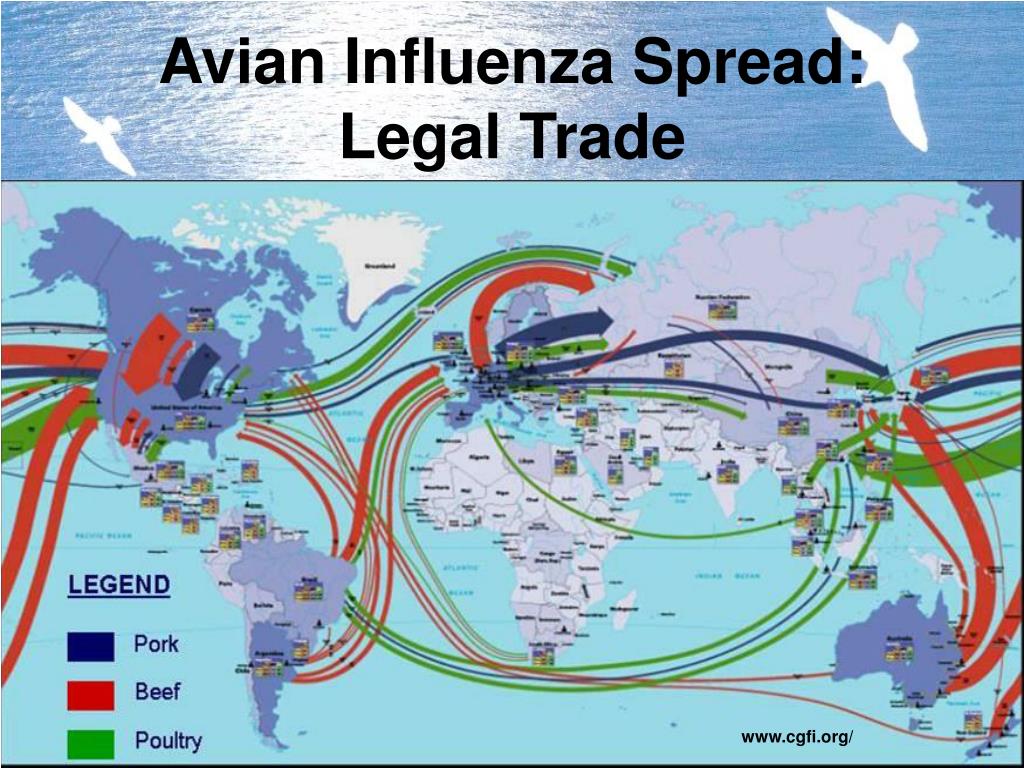 PPT Global Network for Avian Influenza Surveillance Act (GNAIS