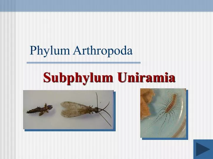 phylum arthropoda n.