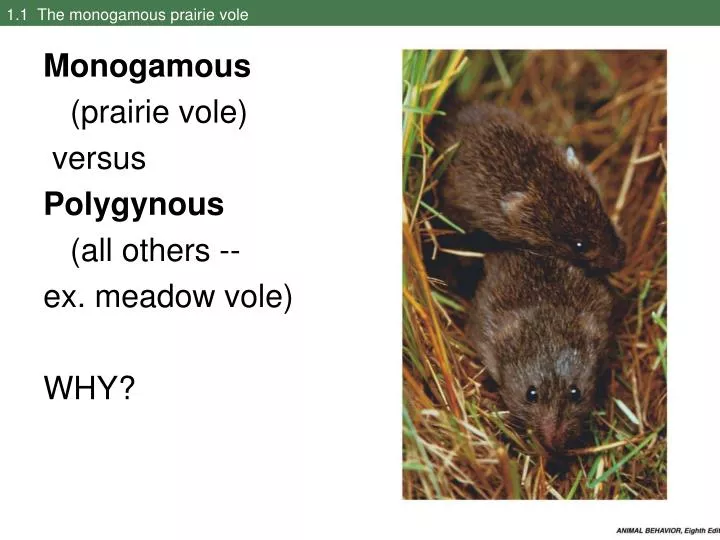 1 1 the monogamous prairie vole n.