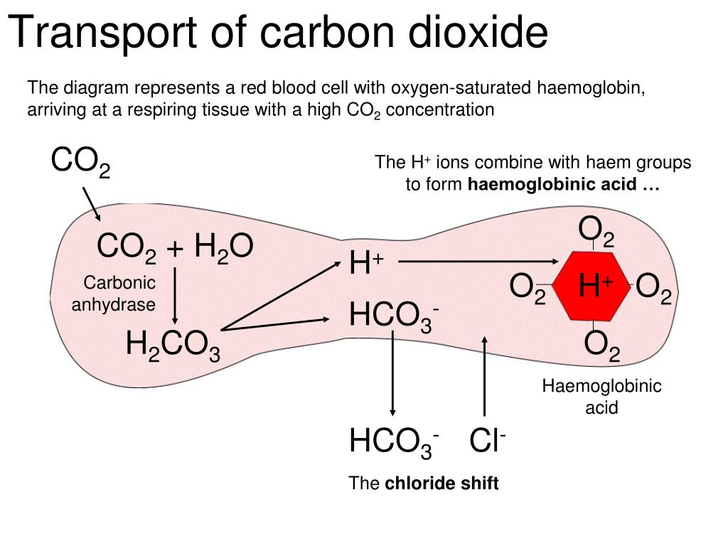 Carbon oxygen carbon dioxide