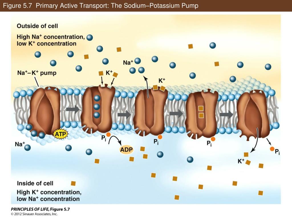 PPT - Cell Membranes and Signaling PowerPoint Presentation, free ...