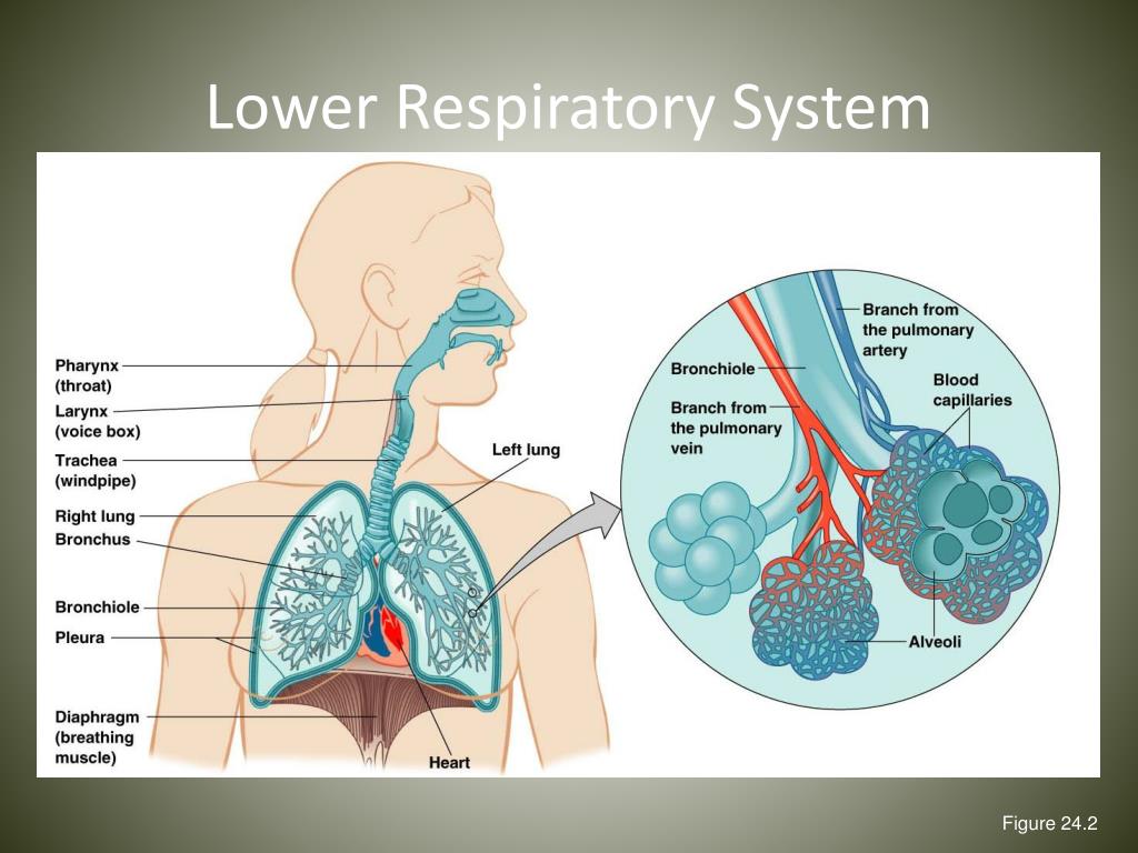 What are the jobs of cilia in the respiratory system