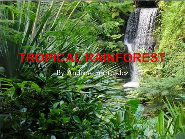 tropical rainforest n.