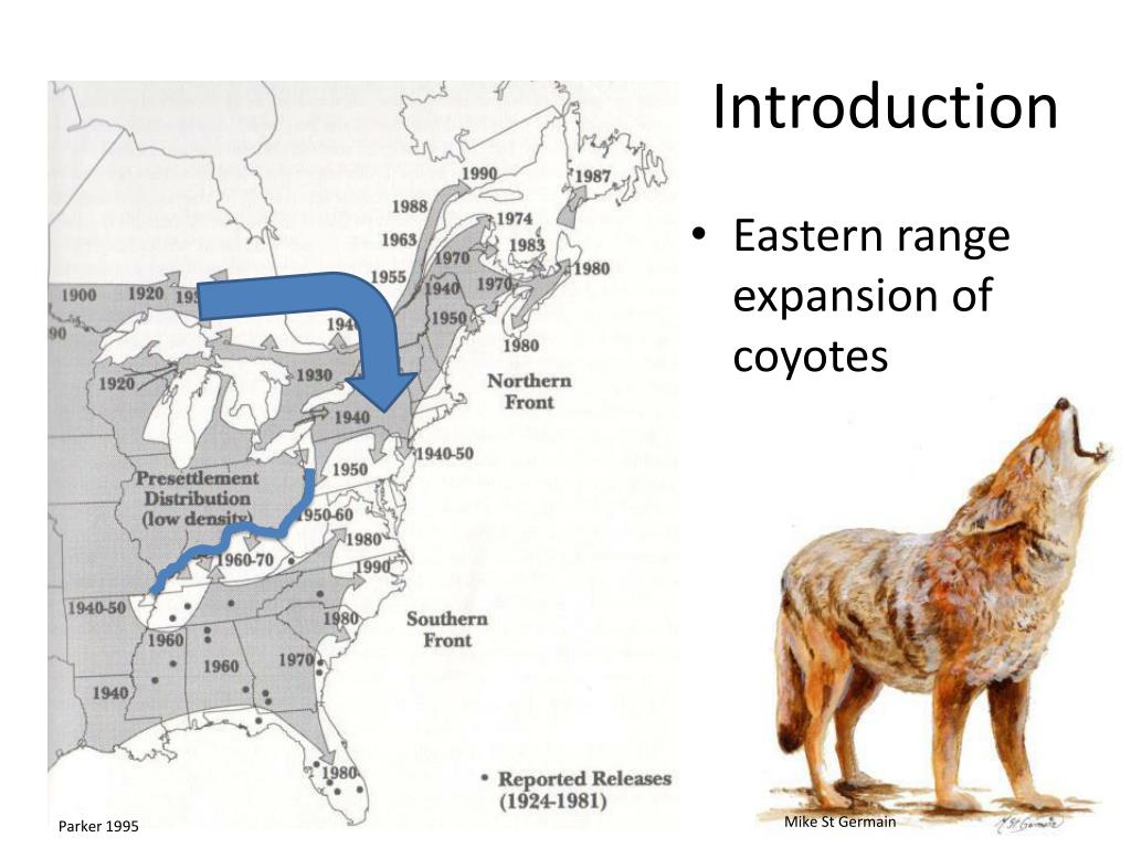 Ppt Spatial E Cology And Demography Of Eastern Coyotes In Western