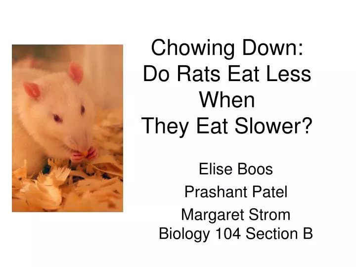 chowing down do rats eat less when they eat slower n.