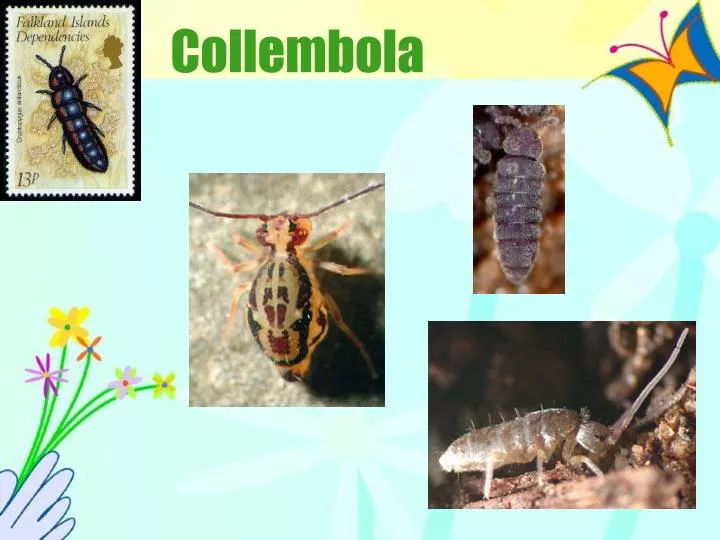 collembola n.