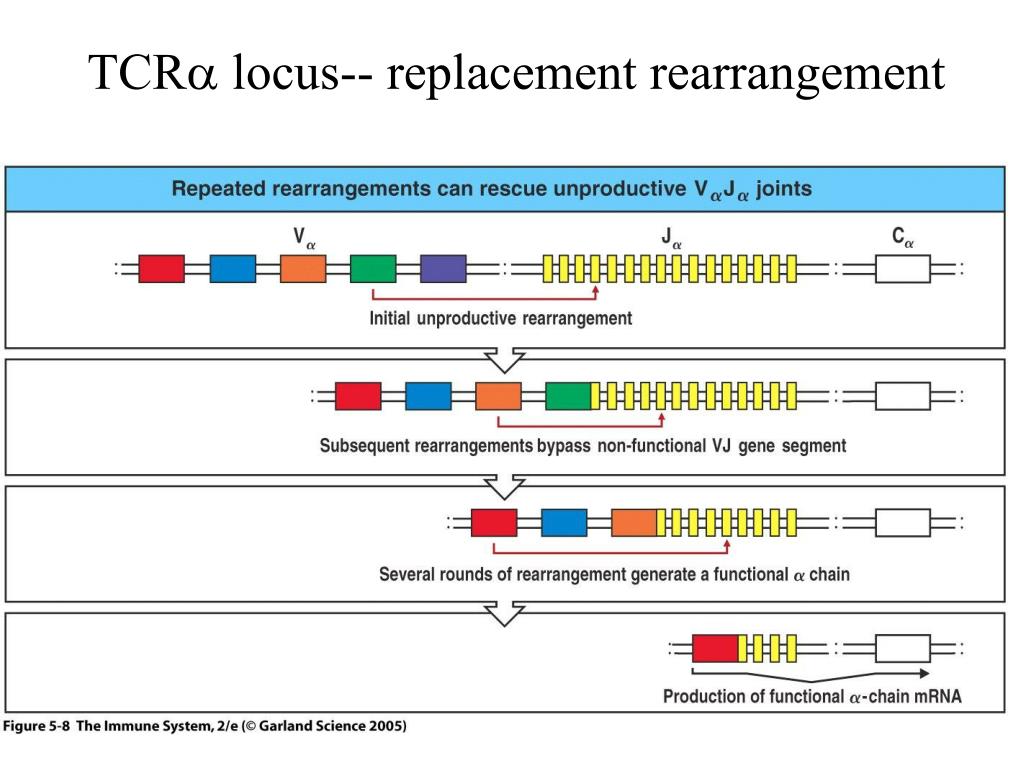 PPT - T Cell Development I: The Generation Of TCR + Thymocytes ...