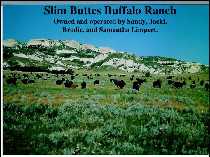 slim buttes buffalo ranch owned and operated by sandy jacki brodie and samantha limpert n.