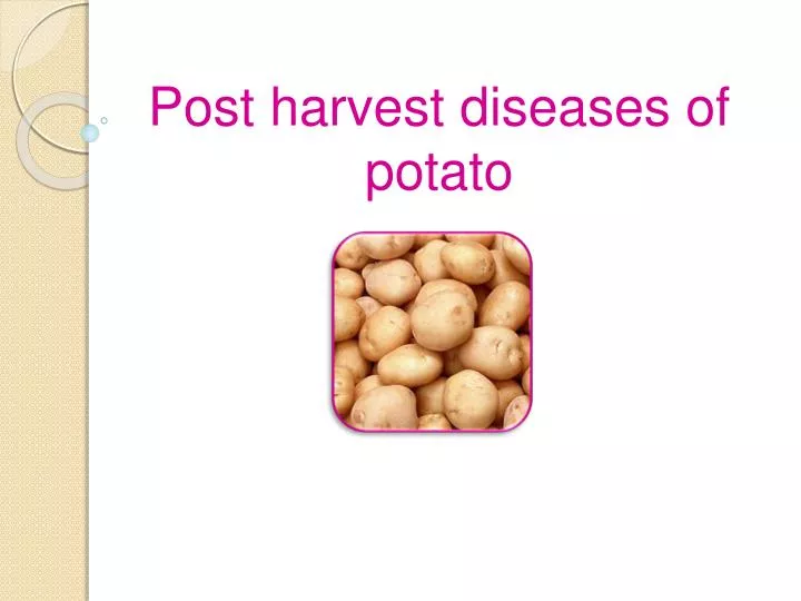 post harvest diseases of potato n.